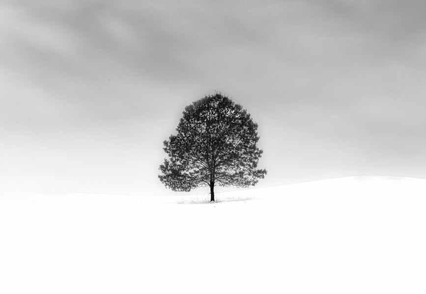 grayscale photo of tree on a snow covered field