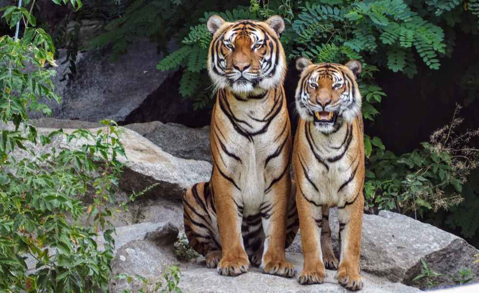 two orange tigers sitting beside each other