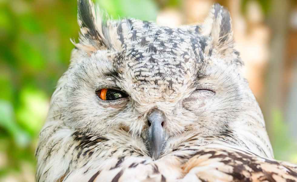 close up photo of owl with one eye open