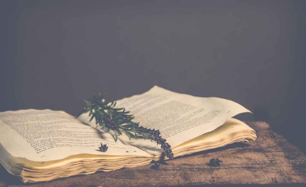 sepia photography of green plant on top of open book