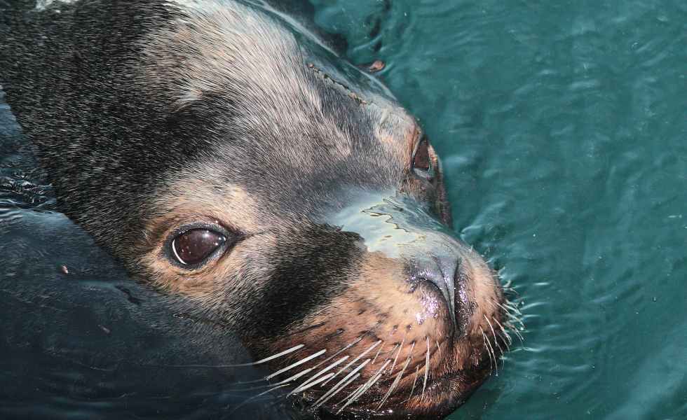 seal animal on body of water at daytime